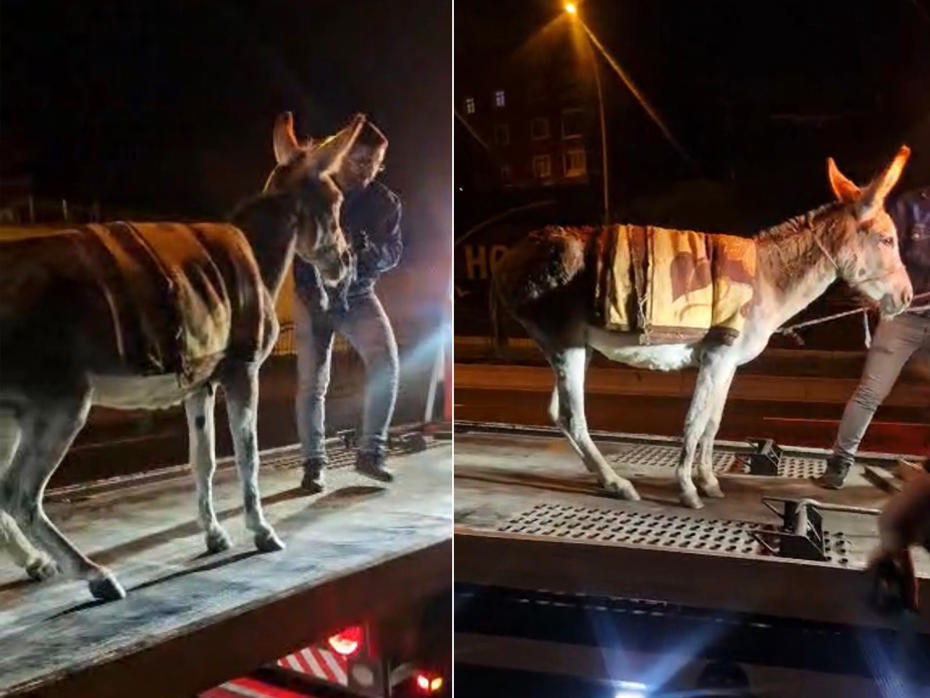 Ankara'da şaşırtıcı olay: Başıboş eşeği çekiciyle otoparka götürdüler